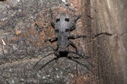Gyászcincér (Morimus funereus)