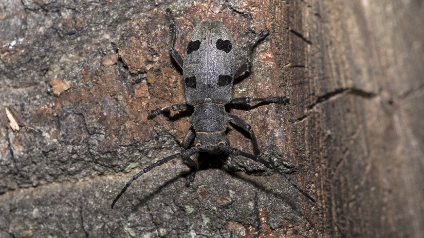 Gyászcincér (Morimus funereus)