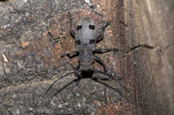 Gyászcincér (Morimus funereus)