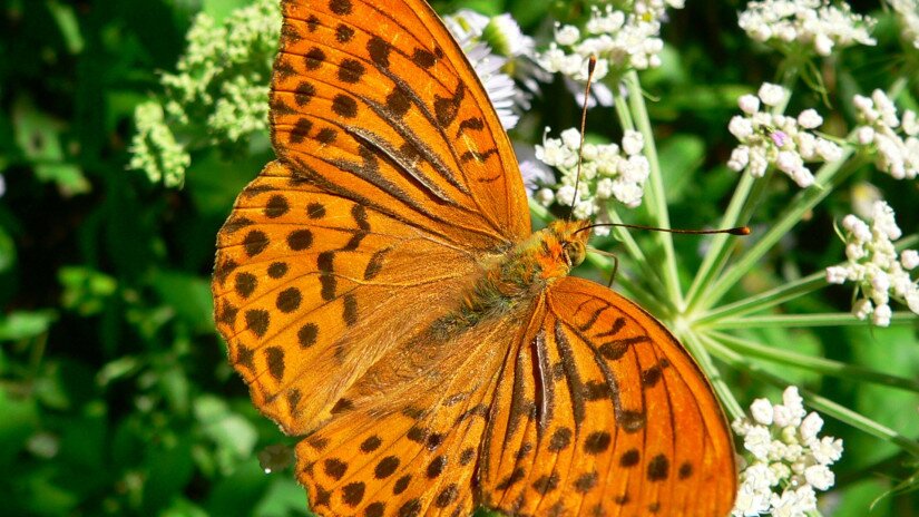 Gyöngyházlepke (Argynnis sp.)