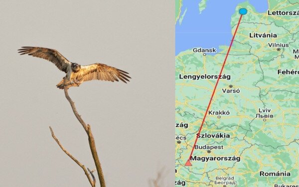 Lettországban gyűrűzött halászsast figyeltek meg a Kis-Balatonon