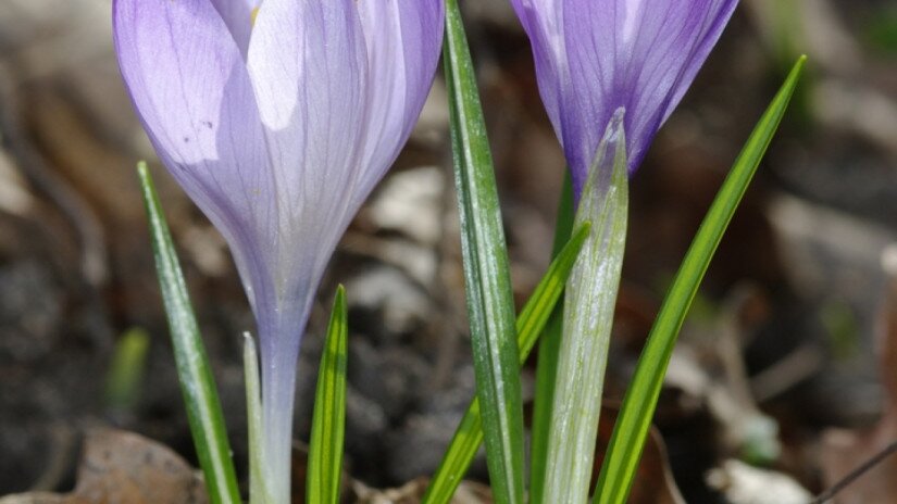 Halvány sáfrány (Crocus vittatus)