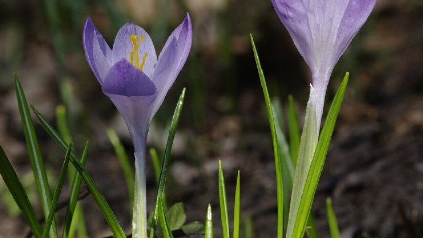 Halvány sáfrány (Crocus vittatus)