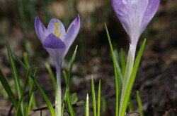 Halvány sáfrány (Crocus vittatus)