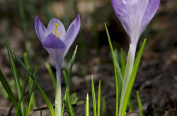 Halvány sáfrány (Crocus vittatus)