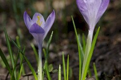 Halvány sáfrány (Crocus vittatus)