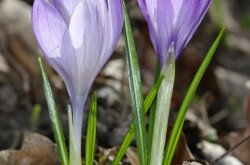 Halvány sáfrány (Crocus vittatus)