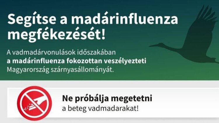 Hatósági Állategészségügyi Készenlét elérhetőségei