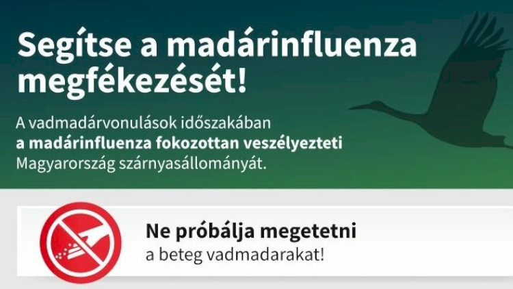 Hatósági Állategészségügyi Készenlét elérhetőségei