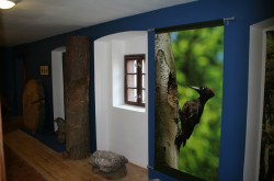 Haus der Wälder, Innenraum