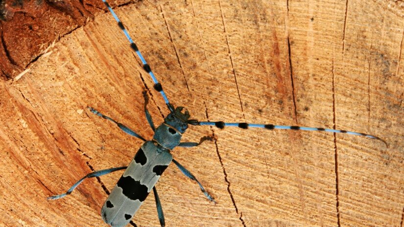 havasi cincér (Rosalia alpina)