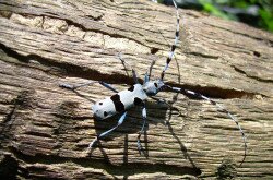 Havasi cincér (Rosalia alpina)