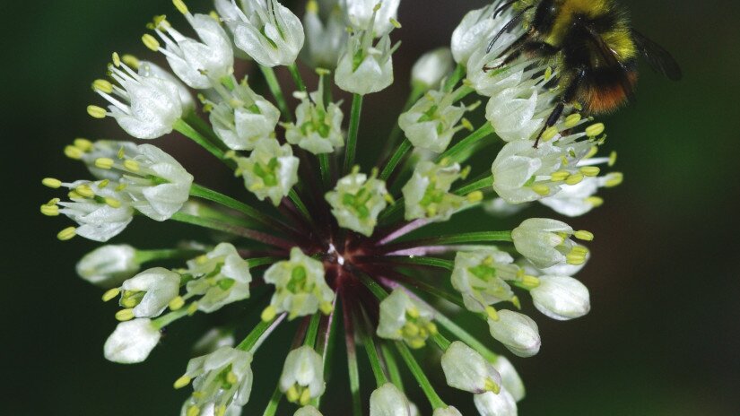 Havasi hagyma (Allium victorialis)