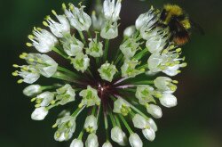 Havasi hagyma (Allium victorialis)