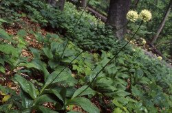Havasi hagyma (Allium victorialis)