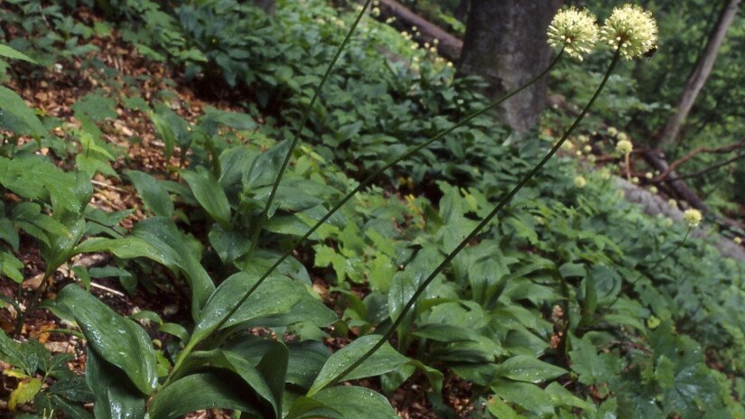 Havasi hagyma (Allium victorialis)