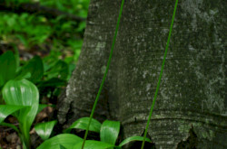 Havasi hagyma (Allium victorialis)