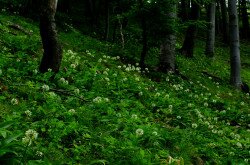 Havasi hagyma (Allium victorialis) élőhely