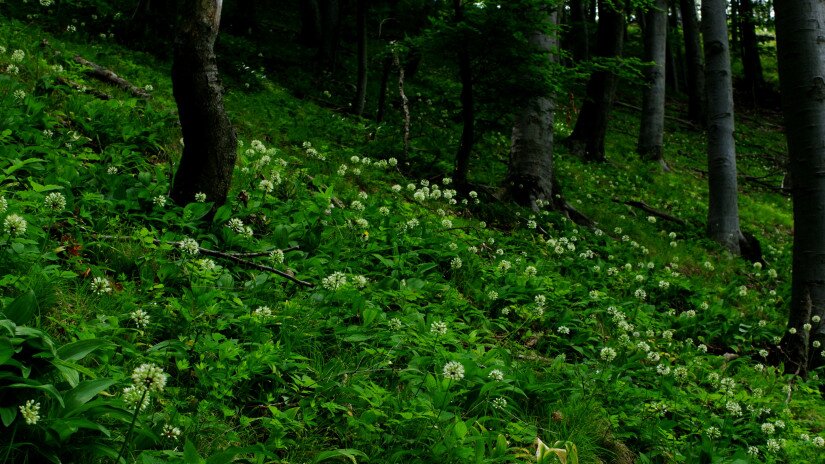 Havasi hagyma (Allium victorialis) élőhely