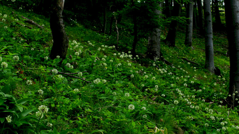 Havasi hagyma (Allium victorialis) élőhely