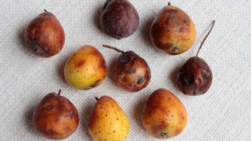 Házi berkenye (Sorbus domestica) termés 