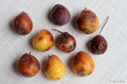 Házi berkenye (Sorbus domestica) termés 