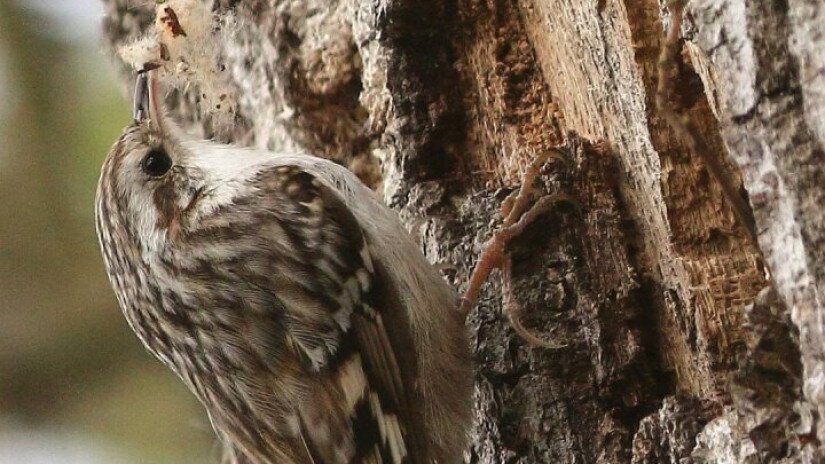 Hegyi fakusz (Certhia familiaris)