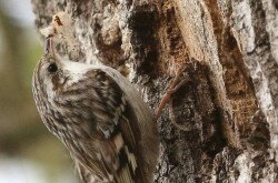 Hegyi fakusz (Certhia familiaris)