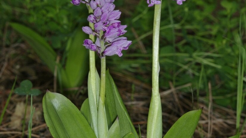 Helm-Knabenkraut (Orchis militaris) 