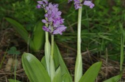 Helm-Knabenkraut (Orchis militaris) 