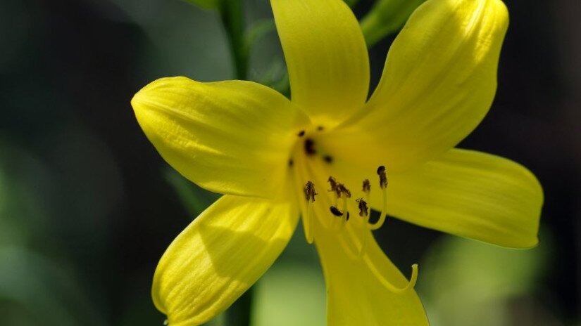 Hemerocallis lilioasphodelus