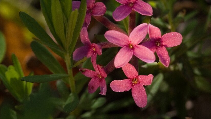 Henye boroszlán (Daphne cneorum) 