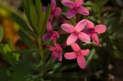 Henye boroszlán (Daphne cneorum) 