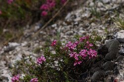 Henye boroszlán (Daphne cneorum) élőhelye a Keleti-Bakonyban