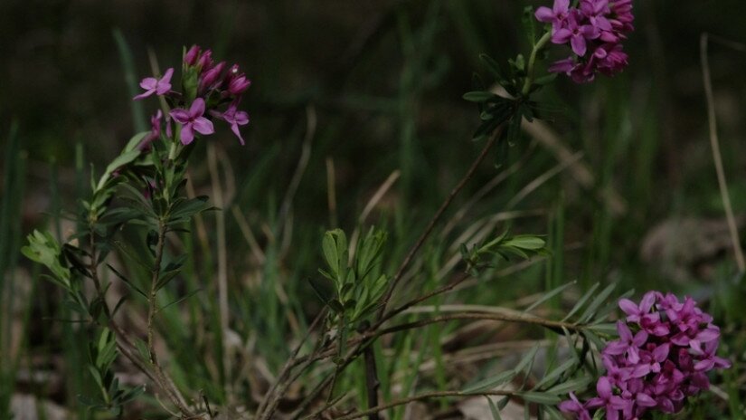 Henye boroszlán (Daphne cneorum)  felálló szárú alfaja