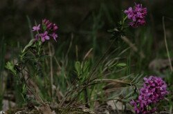 Henye boroszlán (Daphne cneorum)  felálló szárú alfaja