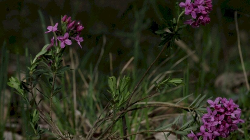 Henye boroszlán (Daphne cneorum)  felálló szárú alfaja
