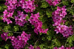 Henye boroszlán (Daphne cneorum) heverő szárú alfaja