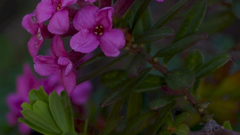 Henye boroszlán (Daphne cneorum) heverő szárú alfaja