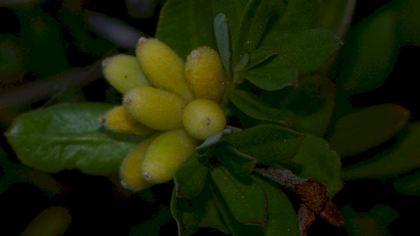 Henye boroszlán (Daphne cneorum) termések