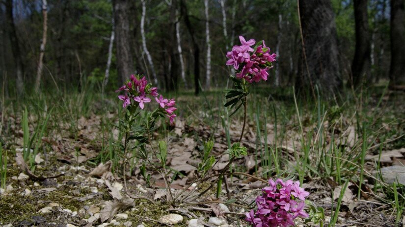 Henye voroszlán (Daphne cneorum) a Bakonyalján