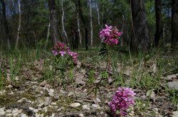 Henye voroszlán (Daphne cneorum) a Bakonyalján