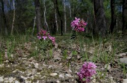 Henye voroszlán (Daphne cneorum) a Bakonyalján