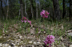 Henye voroszlán (Daphne cneorum) a Bakonyalján