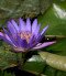 Hévízi-tó TT