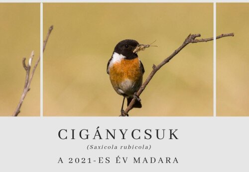 2021. Év Madara: a cigánycsuk