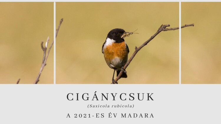 2021. Év Madara: a cigánycsuk