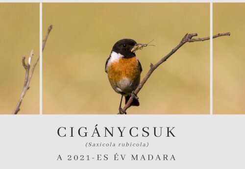 2021. Év Madara: a cigánycsuk