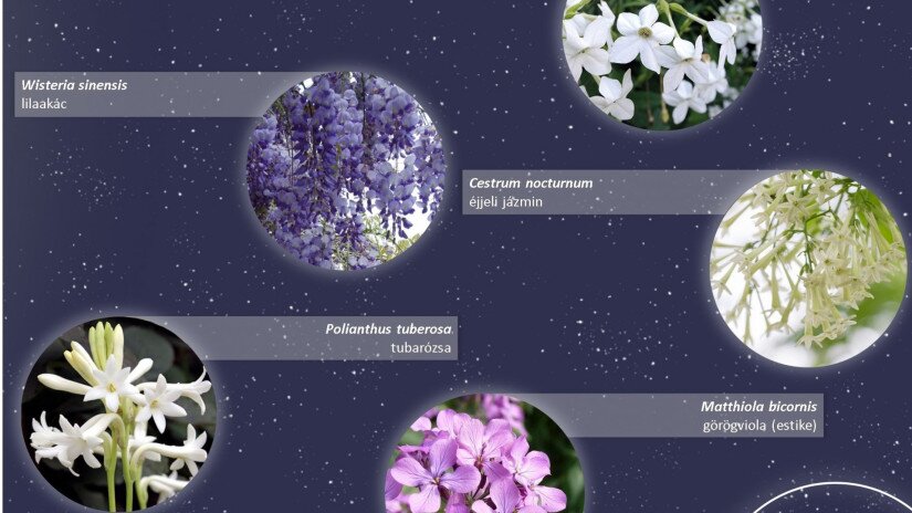 Holdfénykert - alkonyatkor illatozó növények