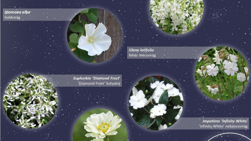 Holdfénykert - alkonyatkor virágzó növények
